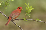 Image. Summer Tanager