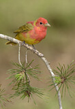 Image. Summer Tanager