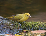 Image. Summer Tanager