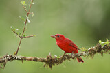 Image. Summer Tanager