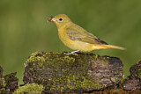 Image. Summer Tanager