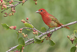 Image. Summer Tanager