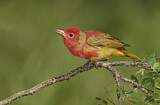 Image. Summer Tanager