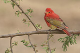 Image. Summer Tanager