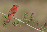 Image. Summer Tanager