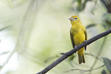 Image. Summer Tanager