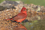 Image. Summer Tanager