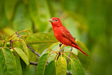 Image. Summer Tanager