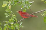 Image. Summer Tanager