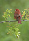 Image. Summer Tanager