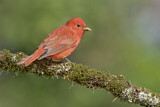 Image. Summer Tanager