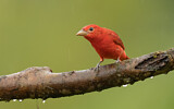 Image. Summer Tanager