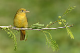 Image. Summer Tanager