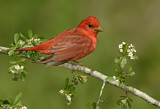 Image. Summer Tanager