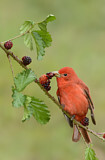 Image. Summer Tanager
