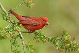 Image. Summer Tanager
