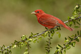 Image. Summer Tanager