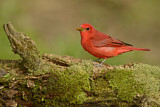 Image. Summer Tanager