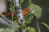 Image. Summer Tanager