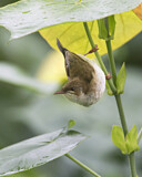 Image. Sumpfhonigfresser