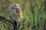 Image. Sumpfohreule