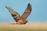 Image. Sumpfweihe