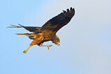 Image. Sumpfweihe