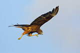 Image. Sumpfweihe