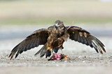 Image. Sumpfweihe
