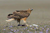Image. Sumpfweihe