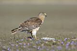 Image. Sumpfweihe