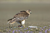 Image. Sumpfweihe