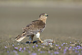 Image. Sumpfweihe
