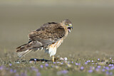 Image. Sumpfweihe