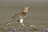 Image. Sumpfweihe