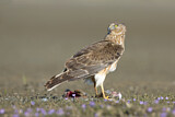 Image. Sumpfweihe