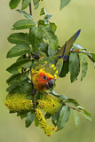 Image. Sun Parakeet