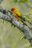 Image. Sun Parakeet