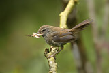 Image. Sunda Bush Warbler