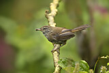 Image. Sunda Bush Warbler