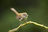 Image. Sunda Bush Warbler
