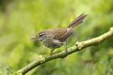 Image. Sunda Bush Warbler