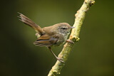 Image. Sunda Bush Warbler
