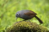 Image. Sunda Laughingthrush