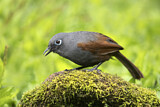 Image. Sunda Laughingthrush