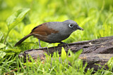 Image. Sunda Laughingthrush