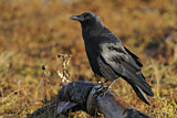 Image. Sundkrähe
