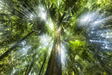 Image. Sunrays in rainforest canopy