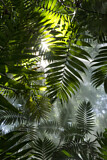 Image. Sunrays in rainforest parlor palm leaves