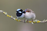 Image. Superb Fairywren